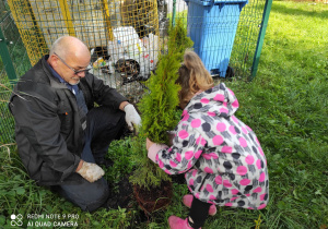 Dziewczynka z III grupy pomaga ogrodnikowi sadzić drzewo w ogrodzie przedszkolnym