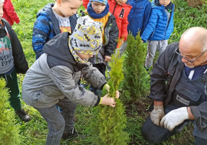 Chłopiec z II grupy pomaga ogrodnikowi sadzić drzewo w ogrodzie przedszkolnym
