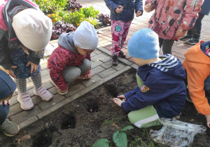 Dzieci z grupy II przysypują posiane cebulki ziemią