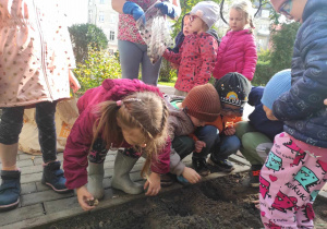 Dzieci z grupy II sadzą cebulki do ziemi